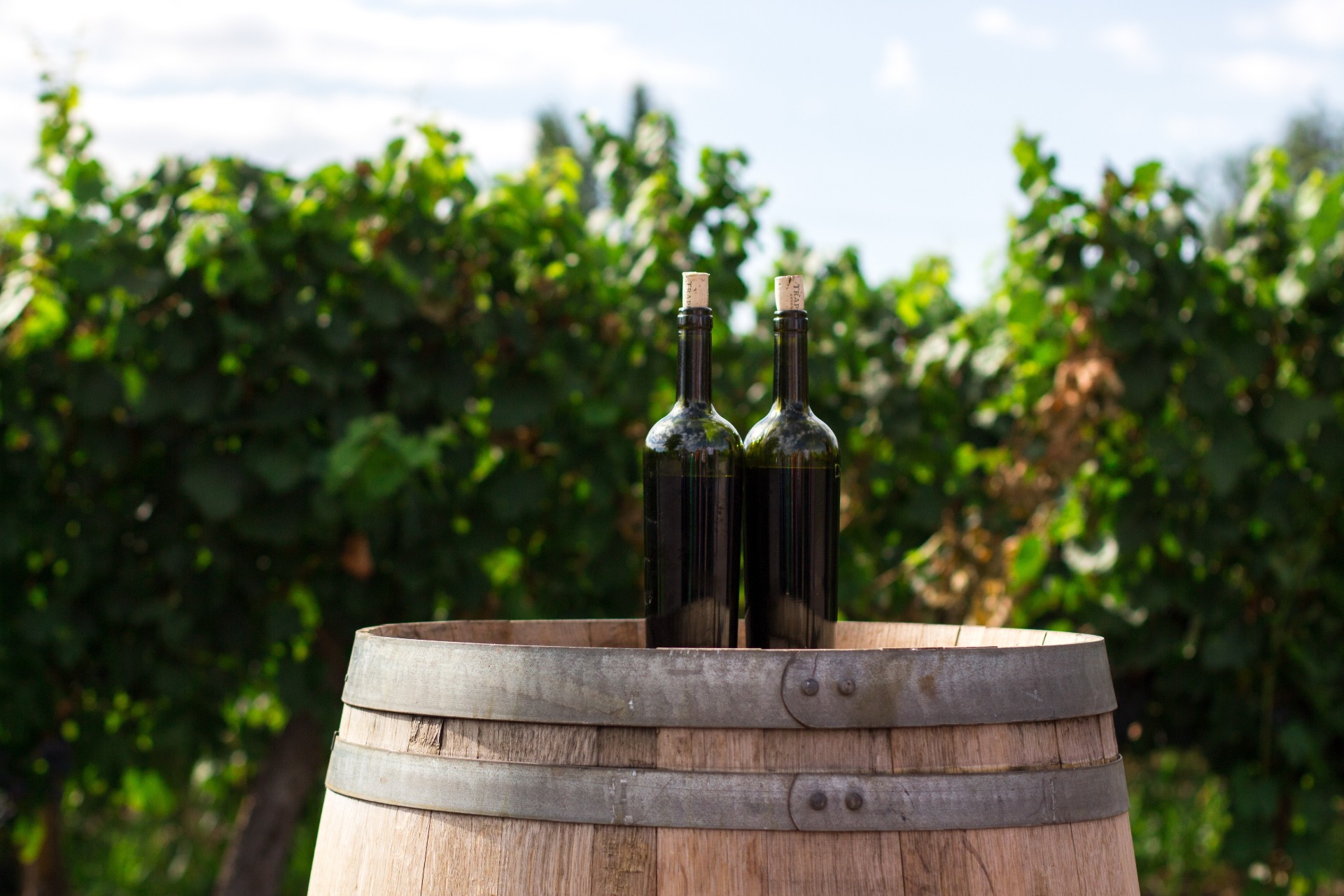 Spanish wine trails